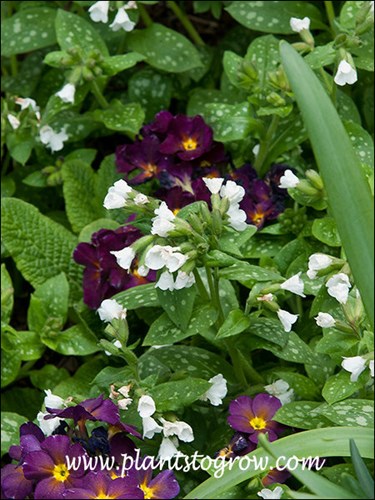 Sissinghurst White (Pulmonaria)